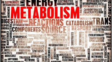 Age and Metabolism: What You Need to Know