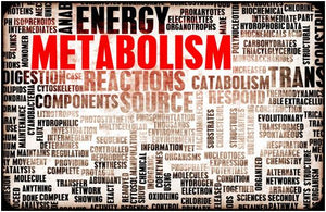 Age and Metabolism: What You Need to Know