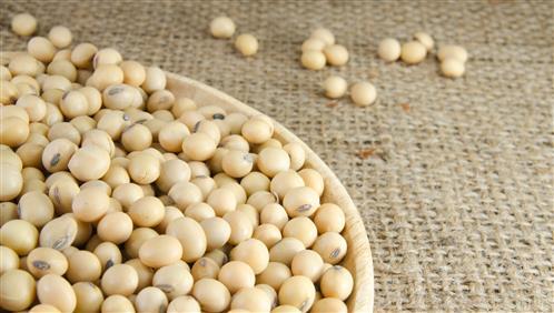 Soy Protein: A Nutritional Powerhouse